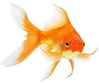 __poisson